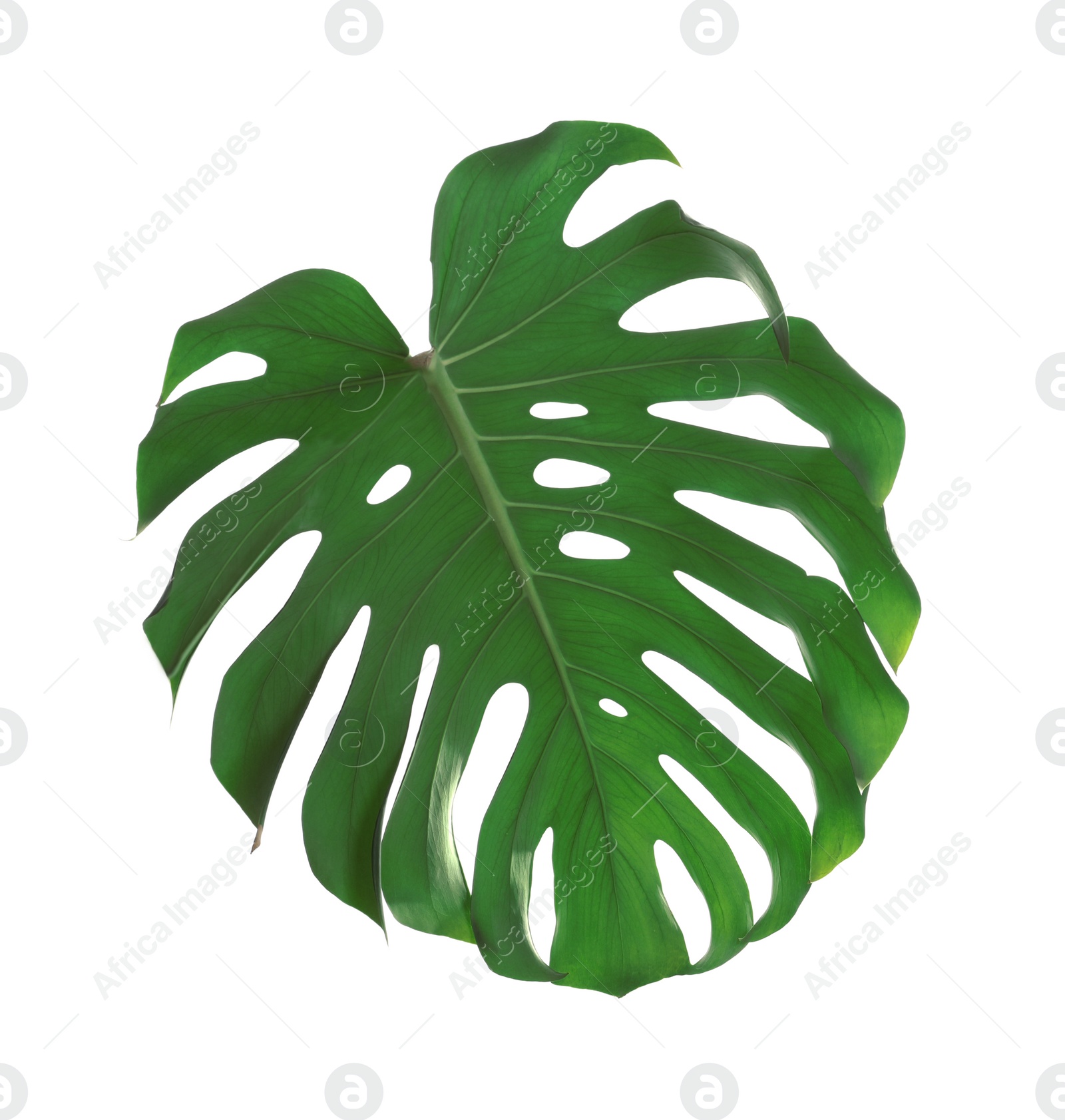 Photo of Green fresh monstera leaf isolated on white. Tropical plant