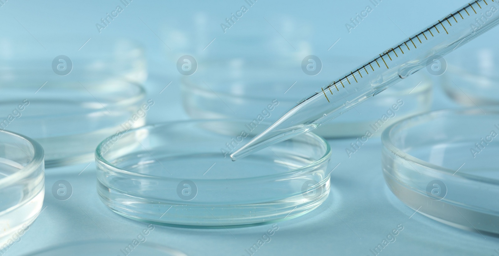 Photo of Dripping liquid from pipette into petri dish on light blue background, closeup