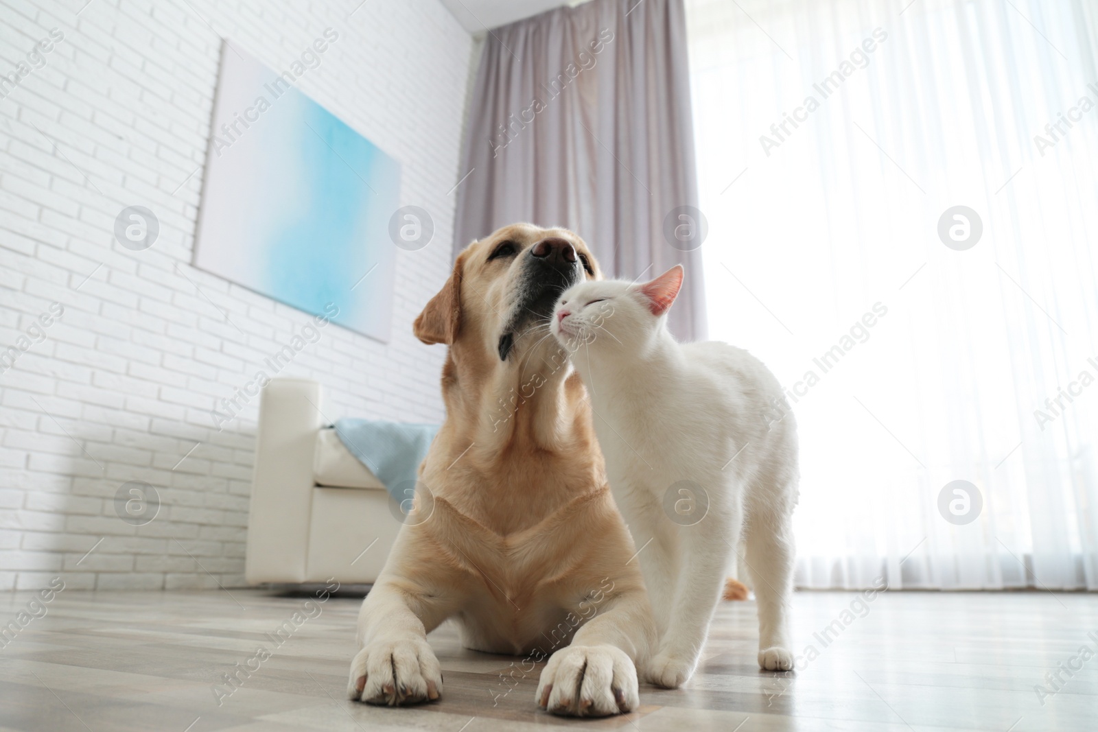 Photo of Adorable dog and cat together on floor indoors. Friends forever