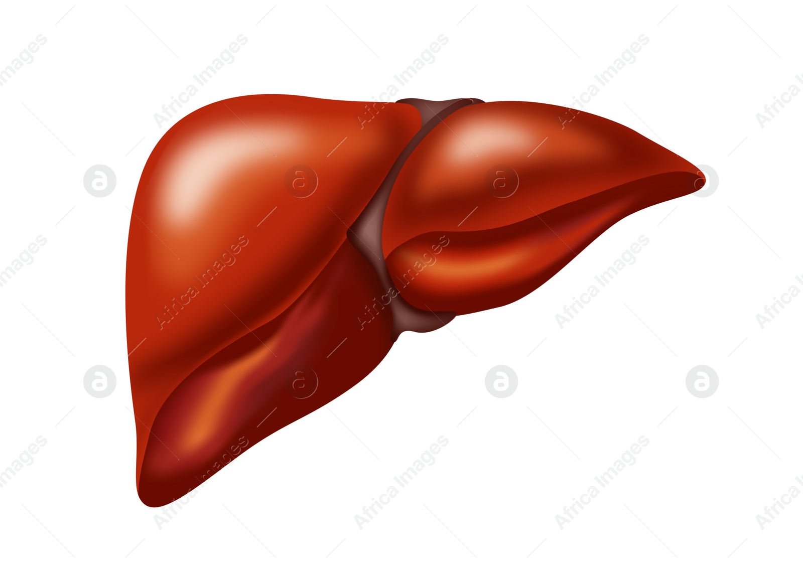 Illustration of  liver on white background. Human anatomy 