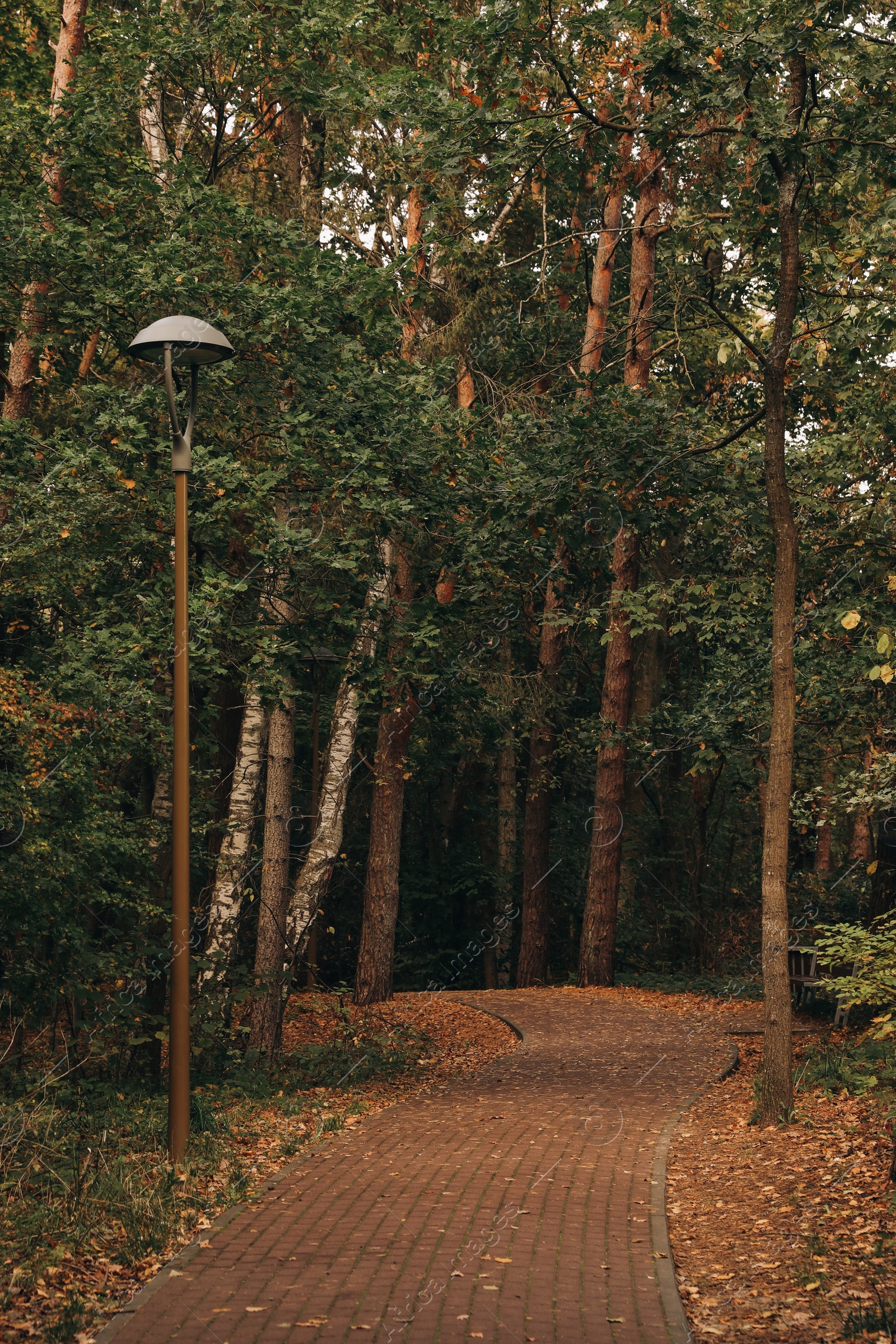 Photo of Many beautiful trees and pathway in autumn park