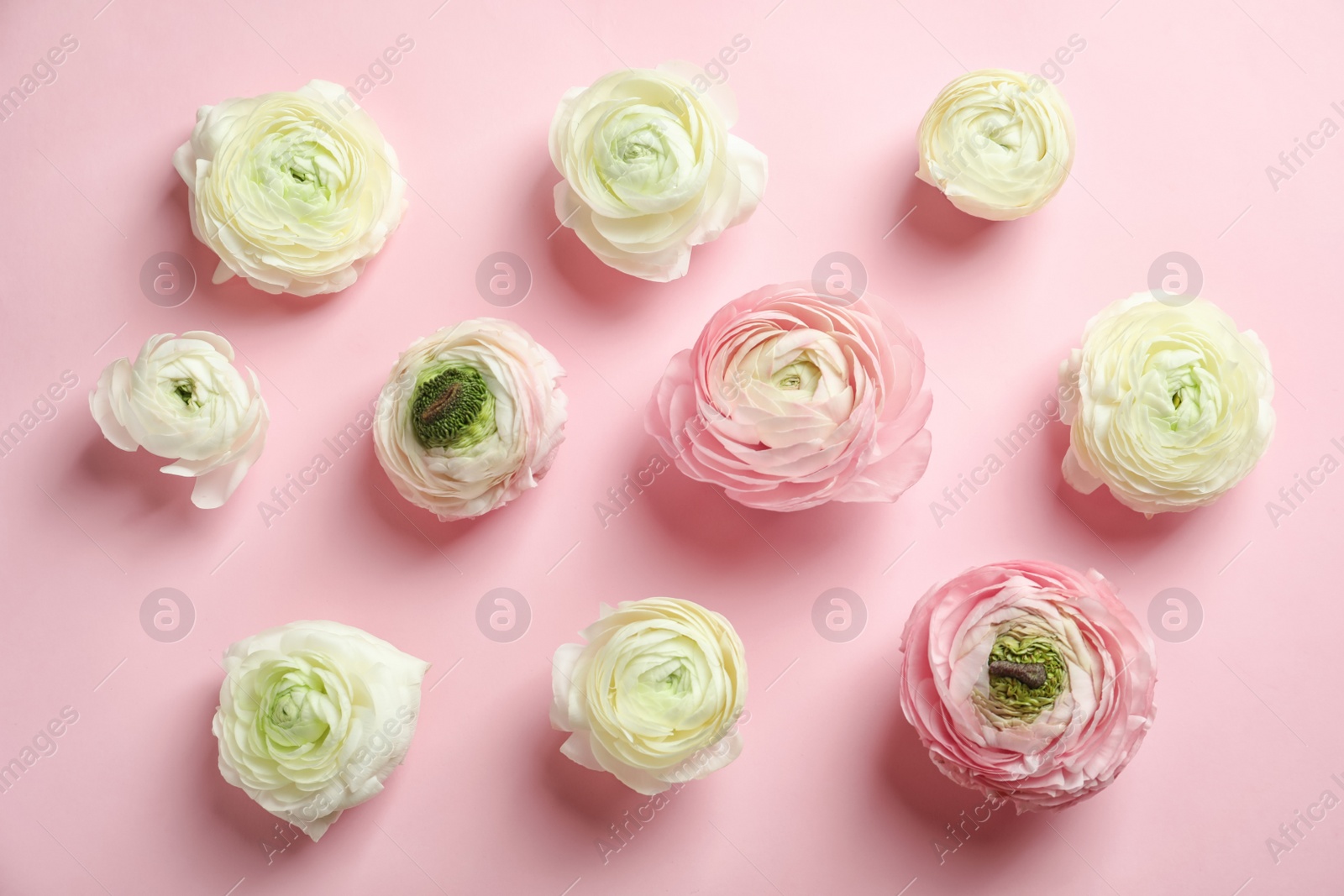 Photo of Beautiful ranunculus flowers on color background