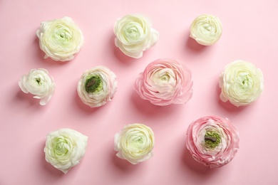 Beautiful ranunculus flowers on color background