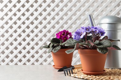 Beautiful potted violets and gardening tools on light grey table, space for text. Delicate house plants