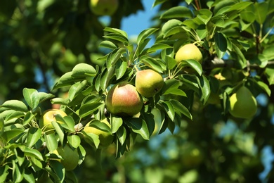 Branch of tree with pears and foliage in garden