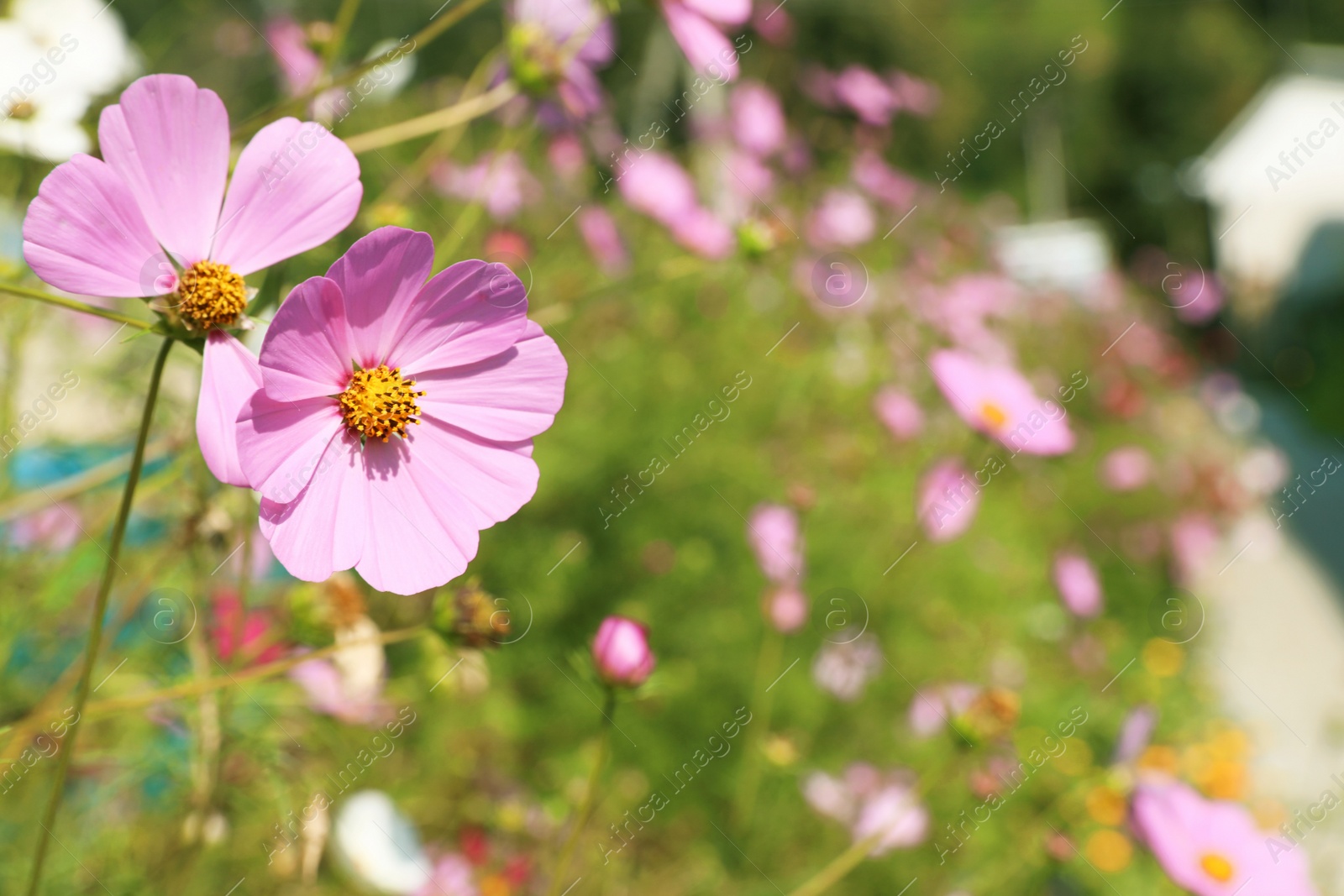 Photo of Green meadow with wild cosmos flowers on summer day, closeup