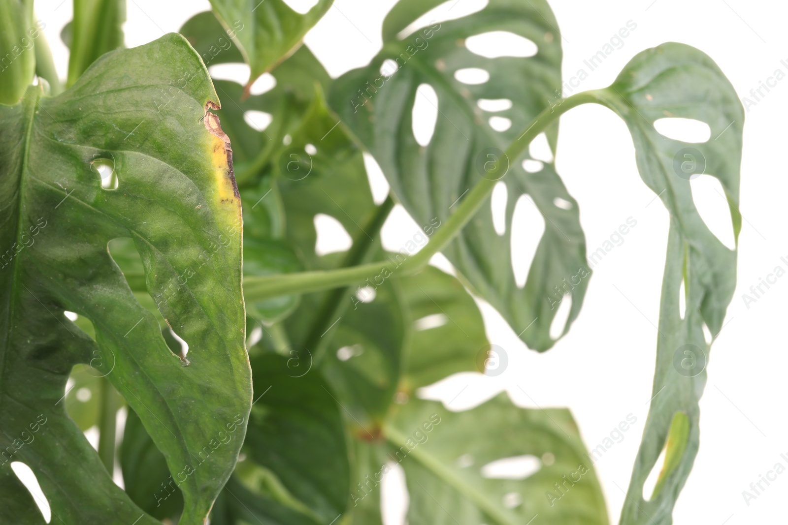 Photo of Houseplant with damaged leaves on white background, closeup