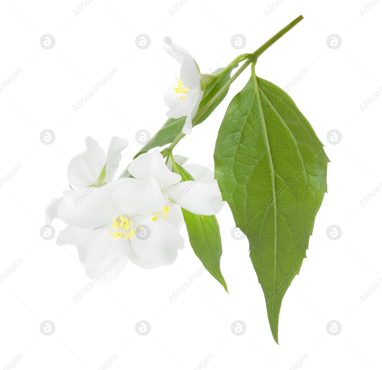 Photo of Branch of jasmine flowers and leaves isolated on white