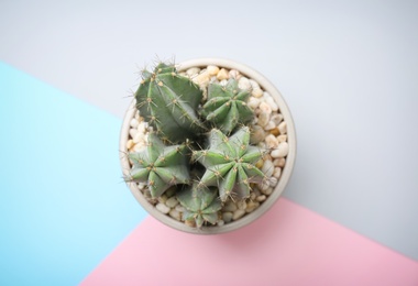 Photo of Beautiful cactus on color background, top view