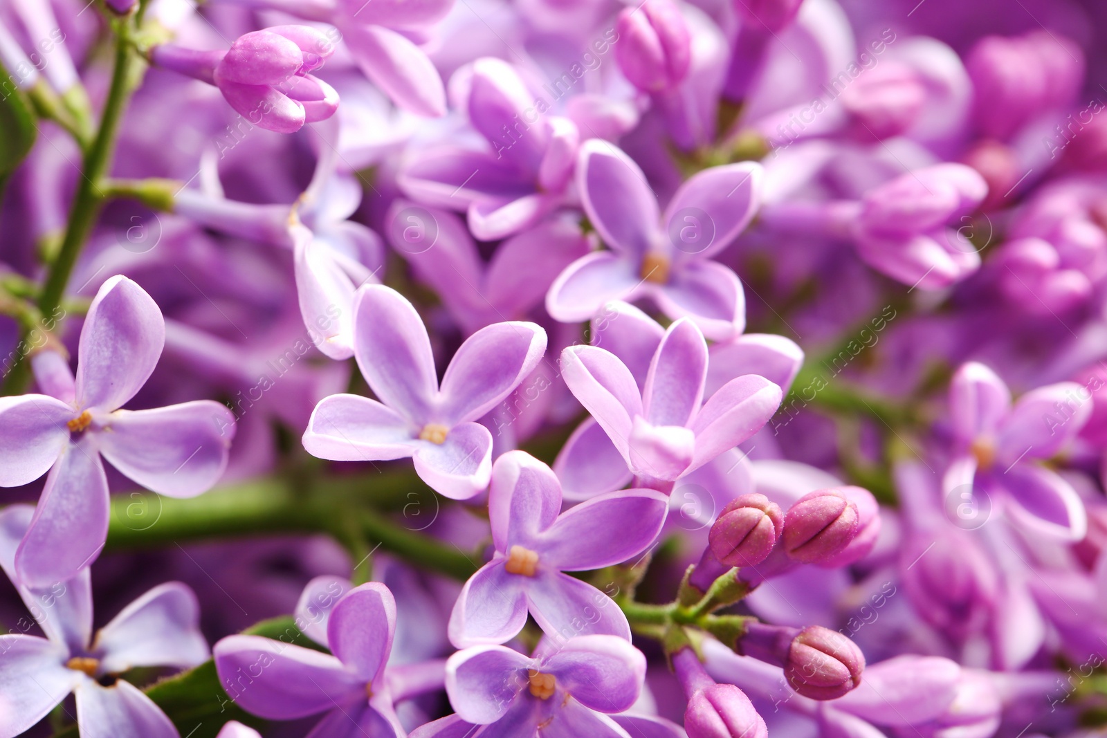 Photo of Beautiful blossoming lilac as background, closeup. Spring flowers