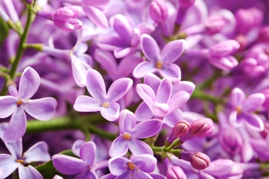 Beautiful blossoming lilac as background, closeup. Spring flowers