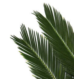 Photo of Beautiful tropical leaves on light background, top view