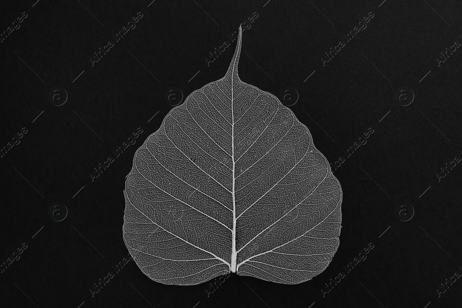 Photo of Beautiful decorative skeleton leaf on black background, top view