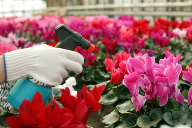 Photo of Woman taking care of blooming flowers in greenhouse, closeup. Home gardening