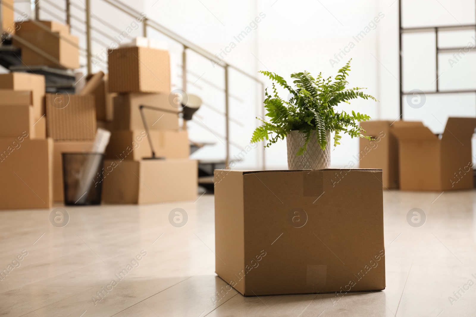 Photo of Cardboard box with houseplant in new office, space for text. Moving day