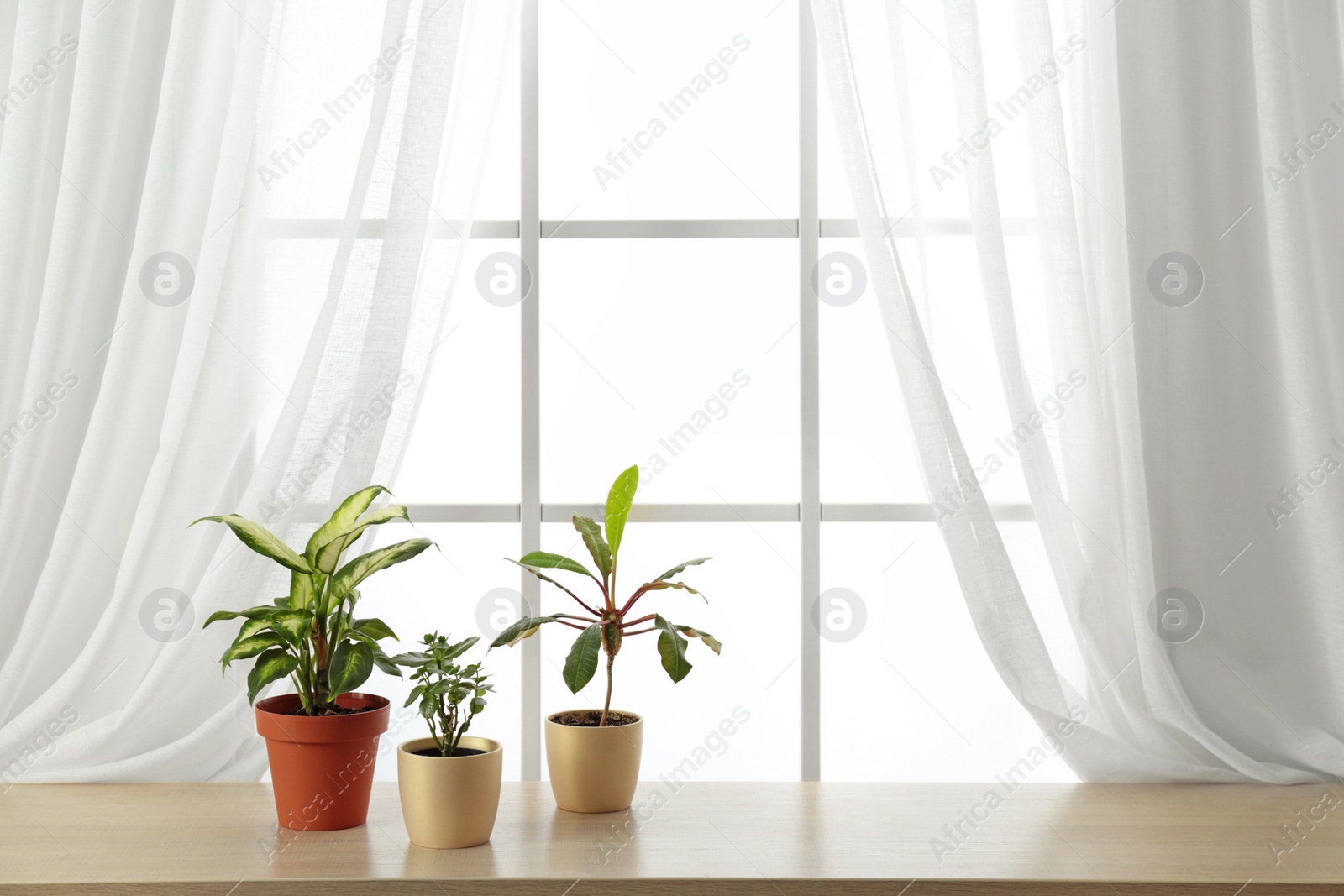 Photo of Different plants in pots on window sill, space for text. Home decor