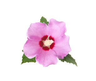 Photo of Beautiful tropical Hibiscus flower on white background