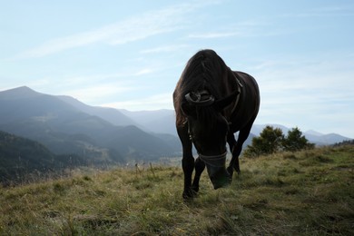Photo of Dark horse with tack grazing on grassy hill in mountains. Beautiful pet