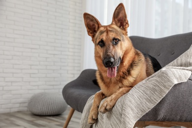 Photo of German shepherd lying on sofa in living room