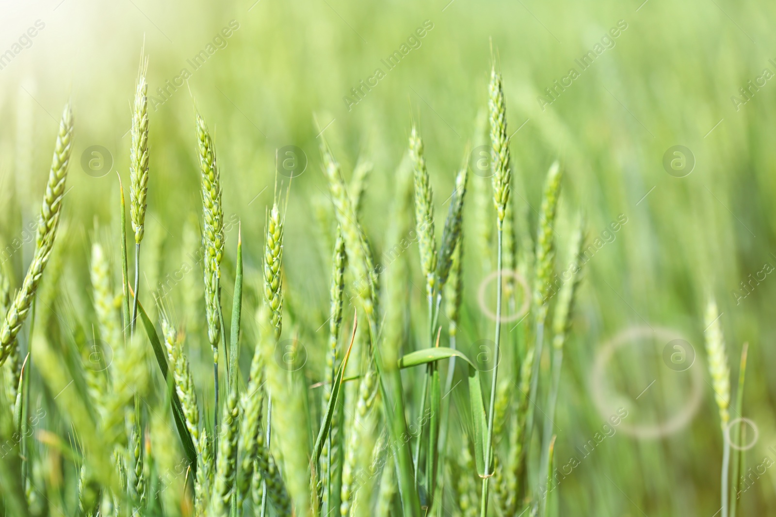 Photo of Wheat field on sunny day. Amazing nature in  summer