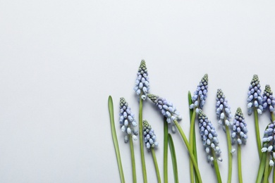 Photo of Flat lay composition with spring muscari flowers on light background, space for text