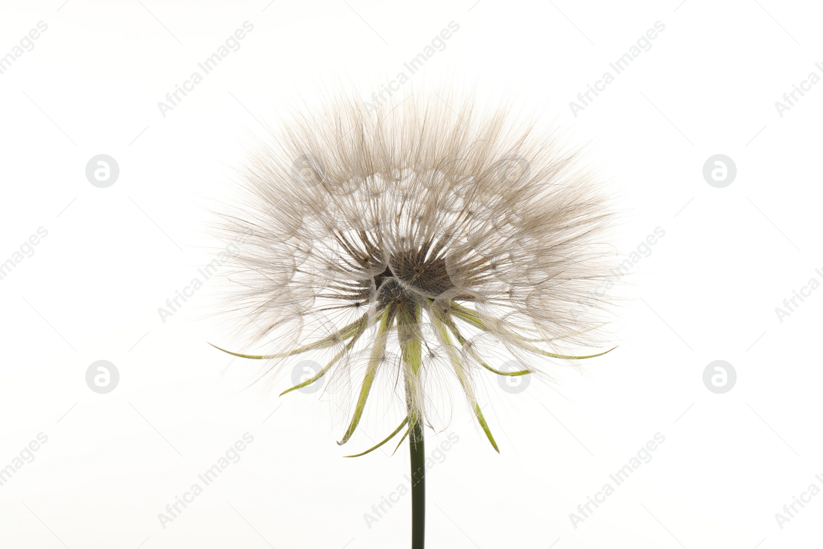 Photo of Beautiful fluffy dandelion flower isolated on white