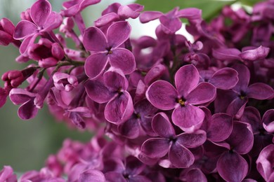 Photo of Closeup view of beautiful lilac flowers on blurred background