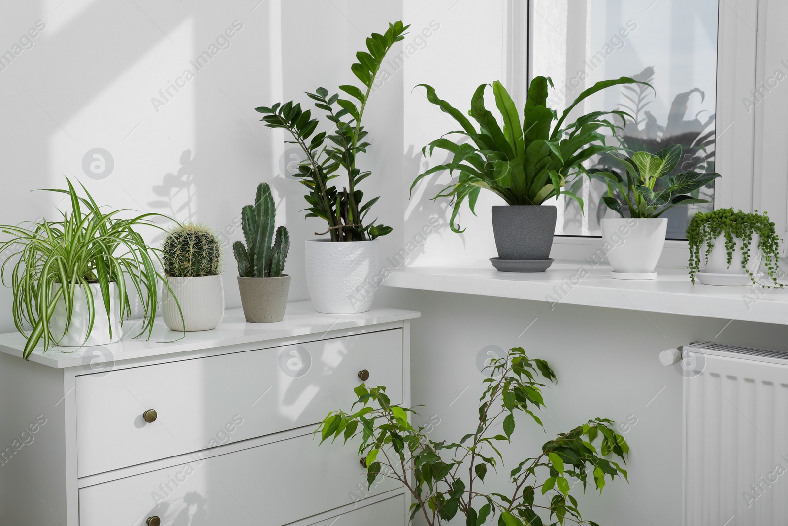 Photo of Many beautiful potted houseplants growing near window indoors