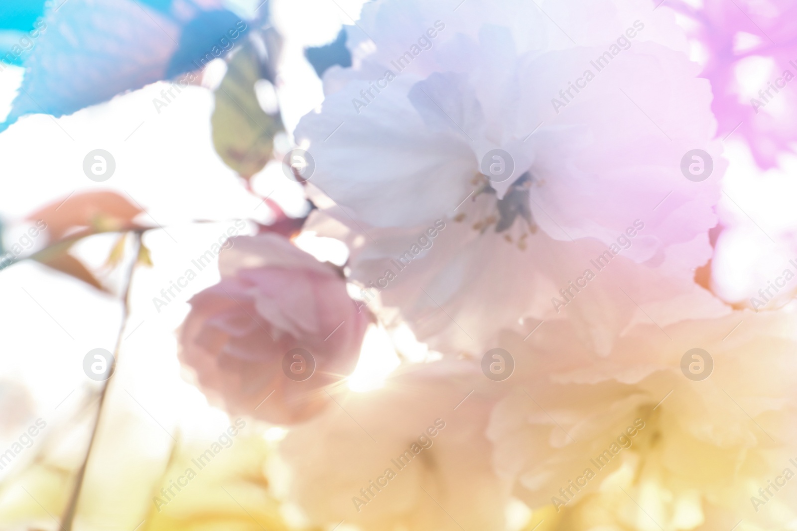 Image of Closeup view of blossoming spring tree outdoors, color toned