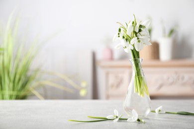 Photo of Beautiful snowdrop flowers in glass vase on light grey table, space for text