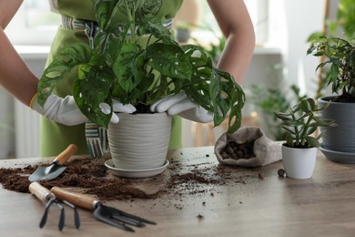 Photo of Woman planting beautiful houseplant at table indoors, closeup