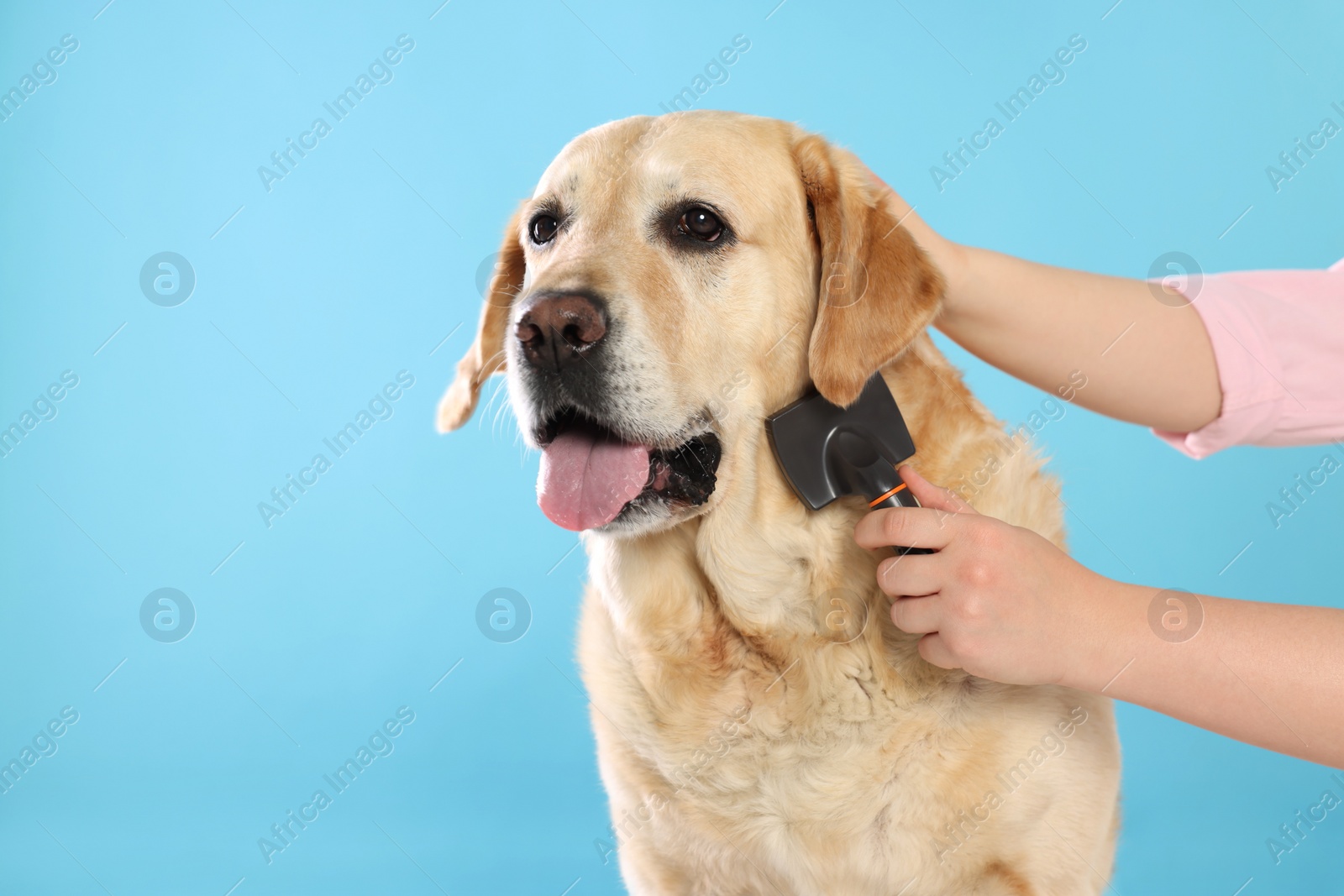 Photo of Woman brushing cute Labrador Retriever dog on light blue background, closeup. Space for text