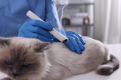 Photo of Veterinary holding moxa stick near cute cat in clinic, closeup. Animal acupuncture treatment