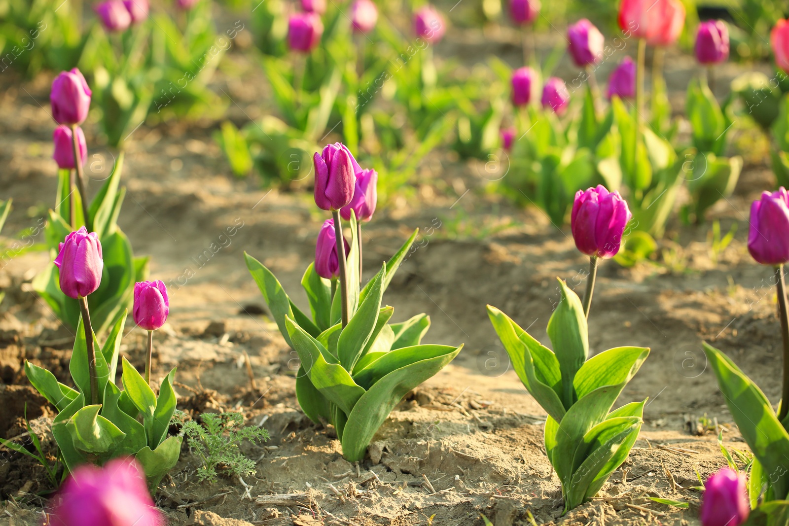 Photo of Field with fresh beautiful tulips. Blooming spring flowers