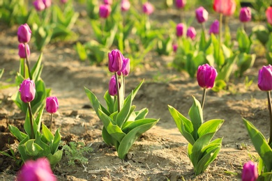 Field with fresh beautiful tulips. Blooming spring flowers