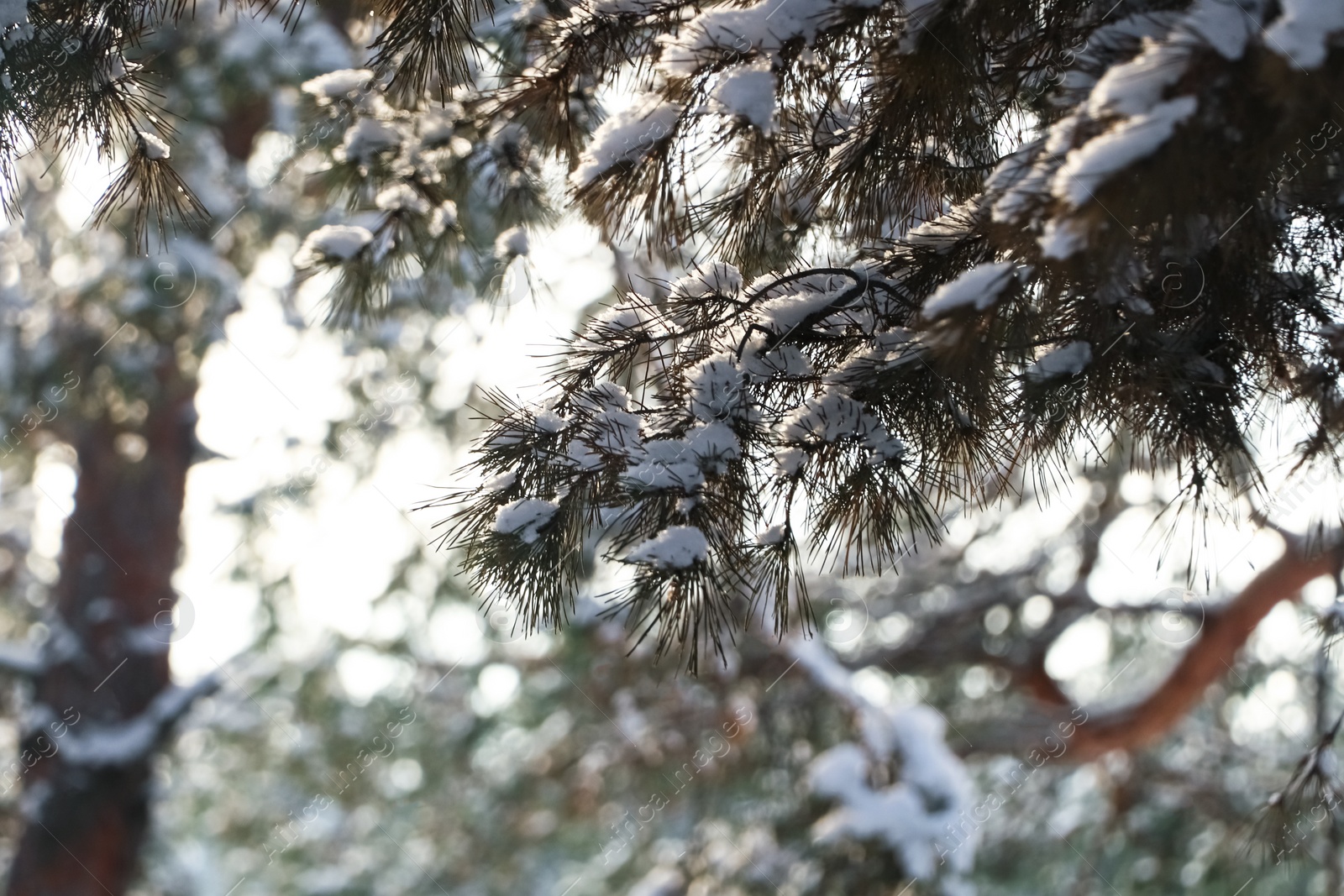 Photo of Conifer tree branches covered with snow in forest