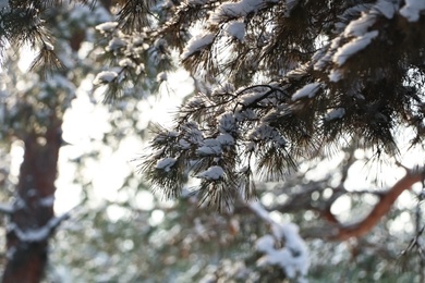 Photo of Conifer tree branches covered with snow in forest