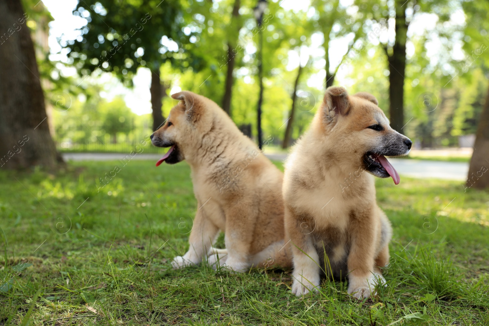 Photo of Funny adorable Akita Inu puppies in park, space for text