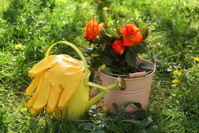 Photo of Watering can, gloves and bucket with blooming rose bush on grass outdoors