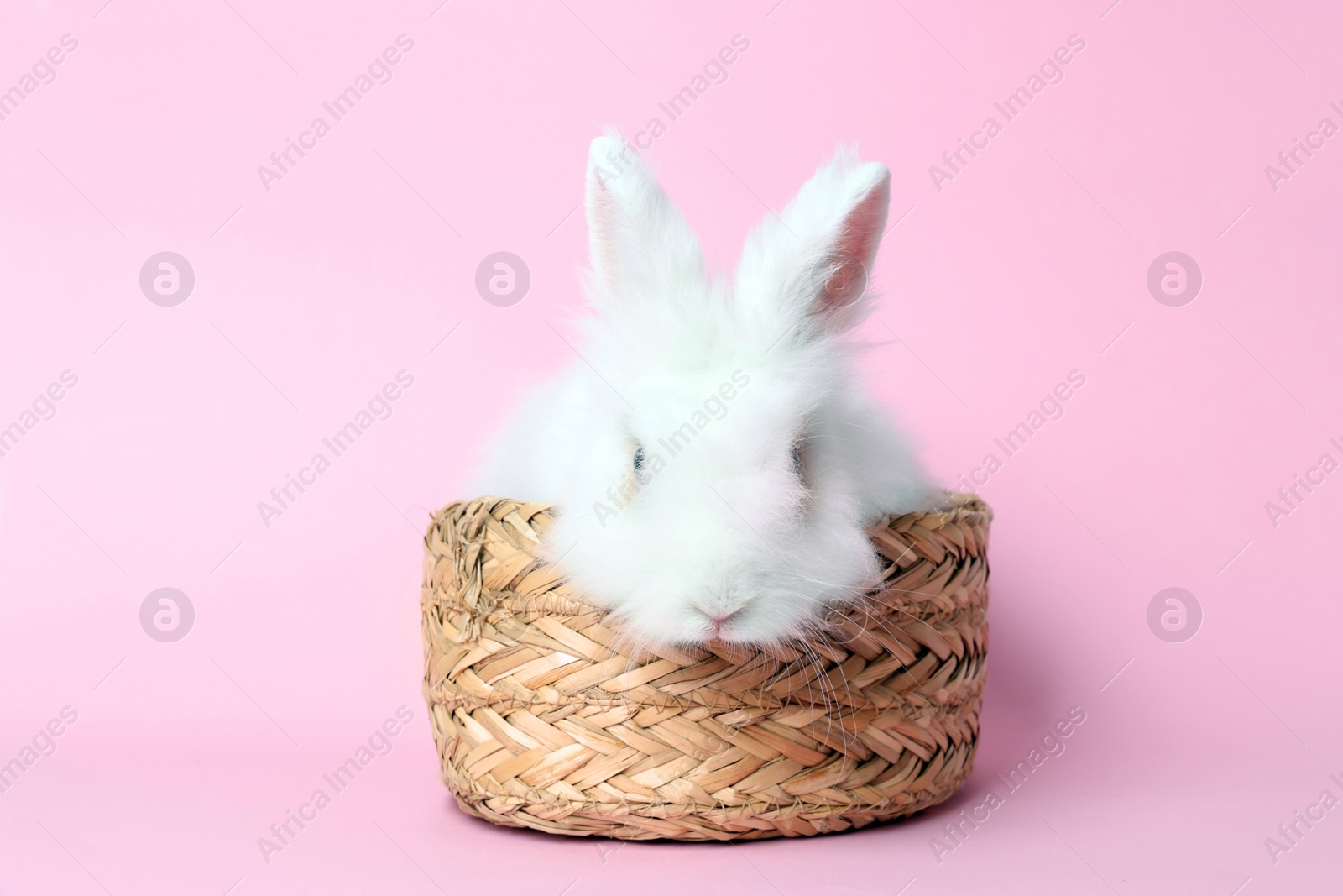 Photo of Fluffy white rabbit in wicker basket on pink background. Cute pet