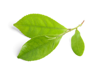 Photo of Green leaves of tea plant isolated on white