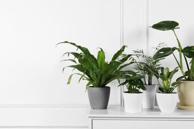 Photo of Many different houseplants in pots on chest of drawers near white wall, space for text