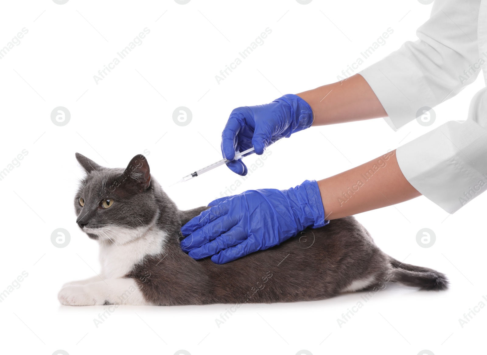 Photo of Professional veterinarian vaccinating cute cat on white background, closeup