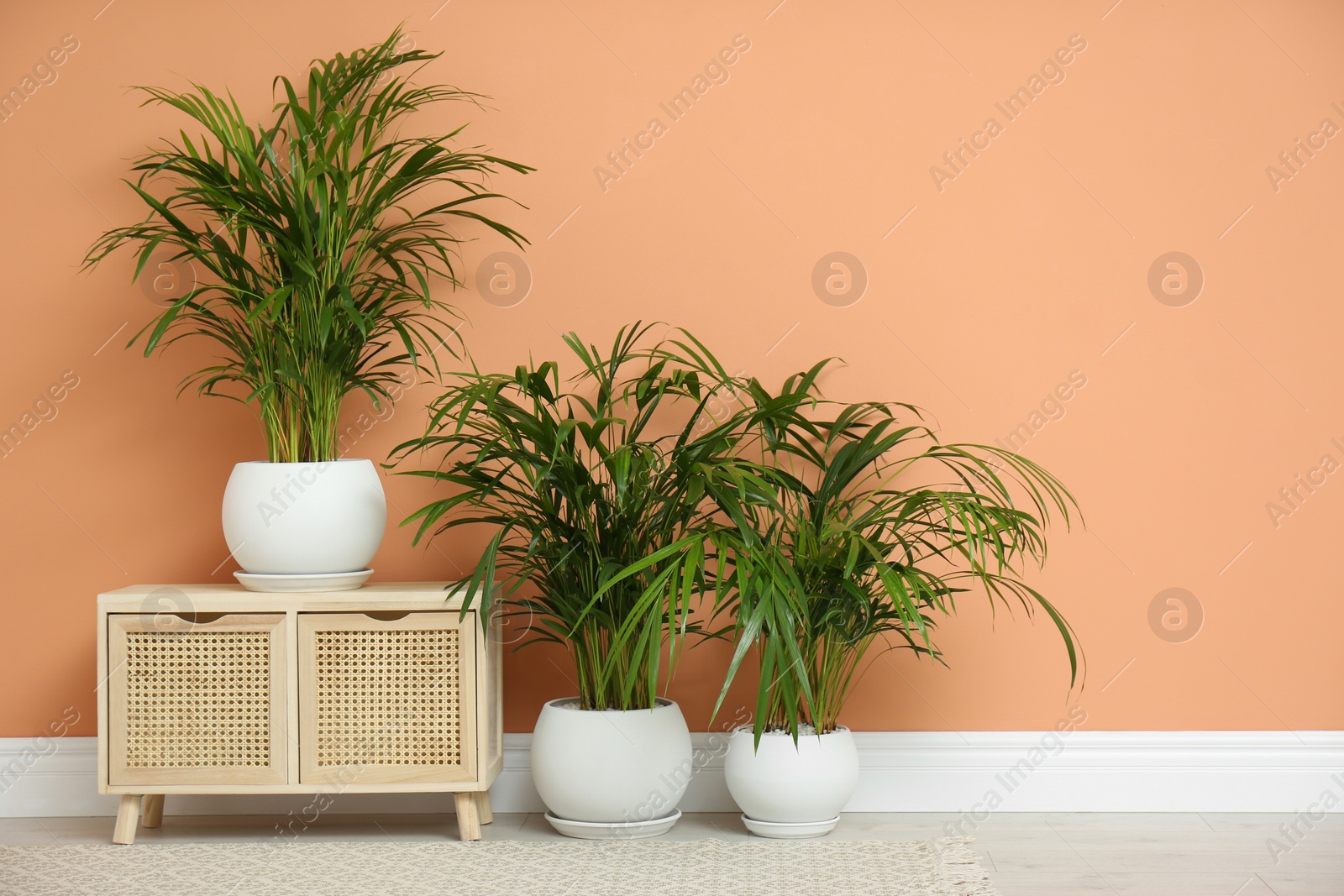 Photo of Beautiful exotic house plants near color wall indoors