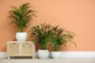 Photo of Beautiful exotic house plants near color wall indoors