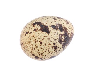 One speckled quail egg isolated on white, top view