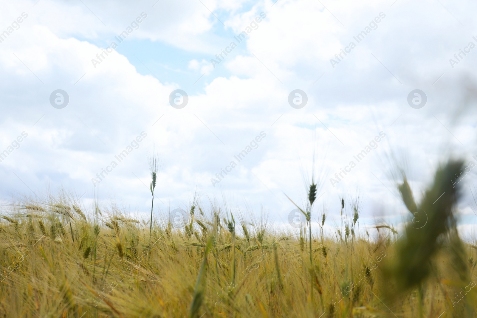 Photo of Beautiful agricultural field with ripening cereal crop