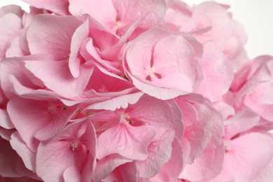 Photo of Beautiful pink hortensia flowers on white background, closeup