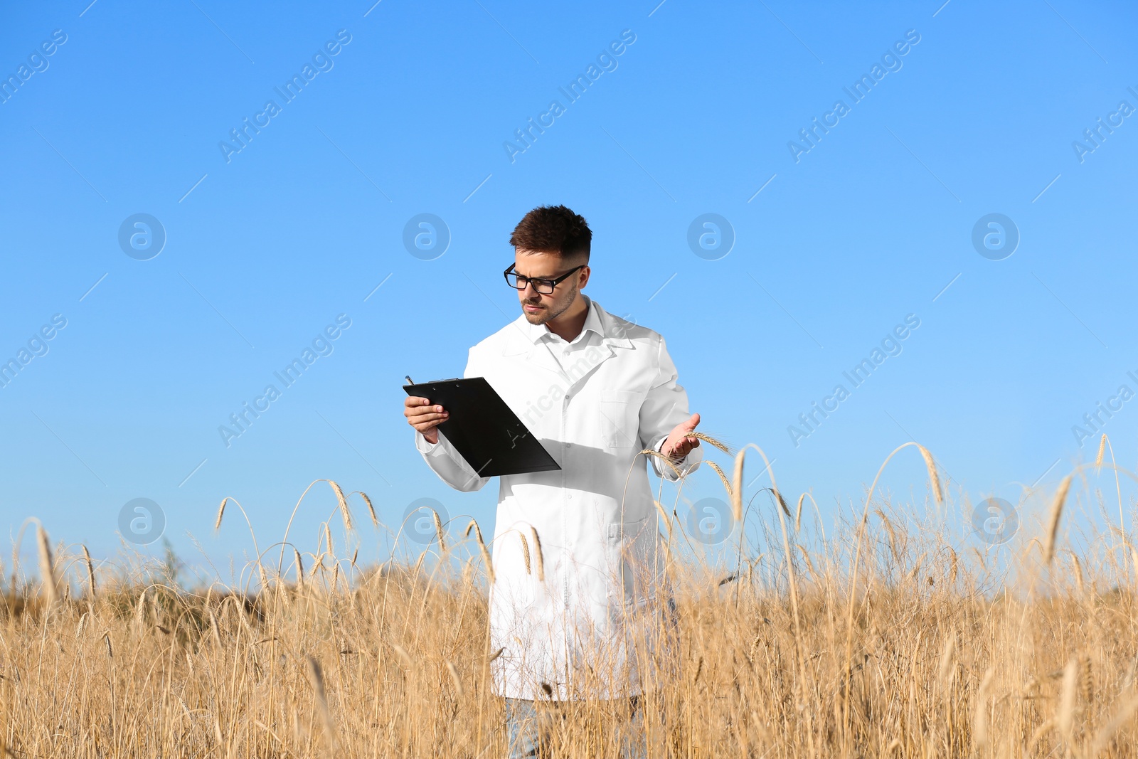 Photo of Agronomist with clipboard in wheat field. Cereal grain crop