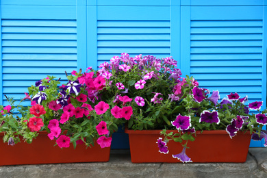 Photo of Beautiful petunia flowers in pots near blue folding screen